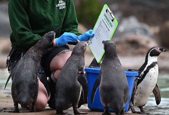 سرشماری سالانه باغ وحش لندن