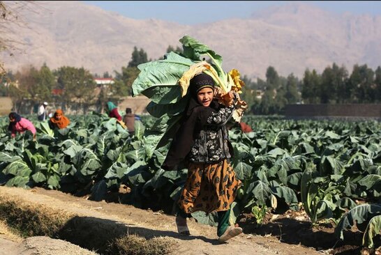 برداشت گل کلم از مزرعه ای در ننگرهار افغانستان