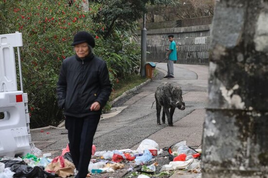 دیدنی های امروز؛ از سال نو چینی تا جنگ اوکراین تغذیه یک گراز وحشی از زباله های یک مرکز مسکونی لوکس در شهر هنگ کنگ