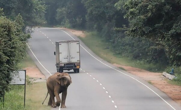 قدم زدن یک فیل وحشی از کنار جاده ای در سریلانکا