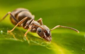 مورچه تشخیص سرطان بوی ادرار