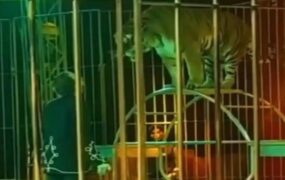 حمله ببر سیرک