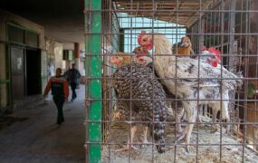 خشم مصری‌ها خوردن پای مرغ و سم گاو