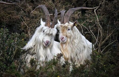دیدنی های امروز؛ از تظاهرات ضدنتانیاهو تا عکس زنان فوتبالیست افغان