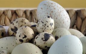 قیمت تخم پرندگان