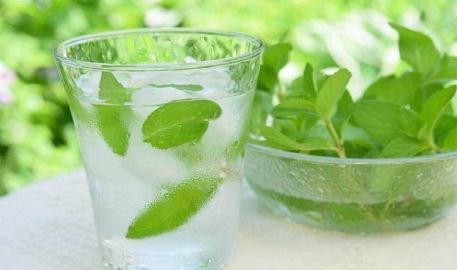 نعنا گیاه دارویی