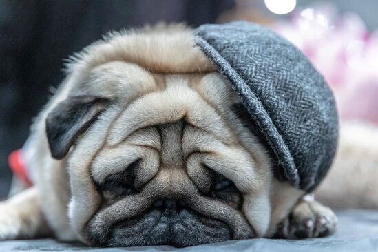 دیدنی های امروز؛ از سالمرگ گاندی تا نجات پناهجویان آفریقایی چرت یک سگ خانگی در جریان رویدادی در نیویورک