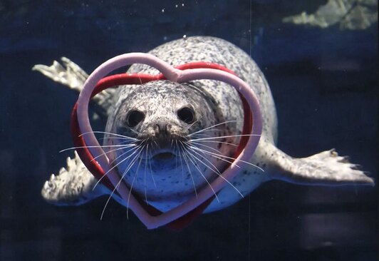 یک فوک با حلقه‌های قلبی شکل در یک مخزن در پارک آبی شیناگاوا توکیو شنا می‌کند.