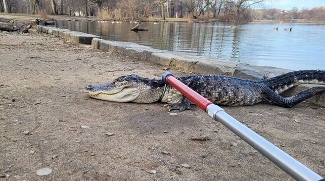 نجات یک تمساح از دریاچه ای در پارک پراسپکت در منطقه بروکلین شهر نیویورک آمریکا