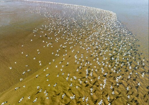 تالاب های ساحلی در نزدیکی دهانه رودخانه "لینهونگ" چین