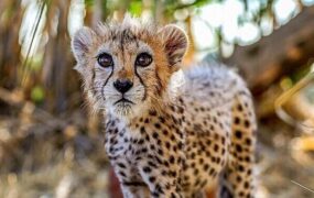 افشای سند دکتر پیتر کالدول از بیماری پیروز