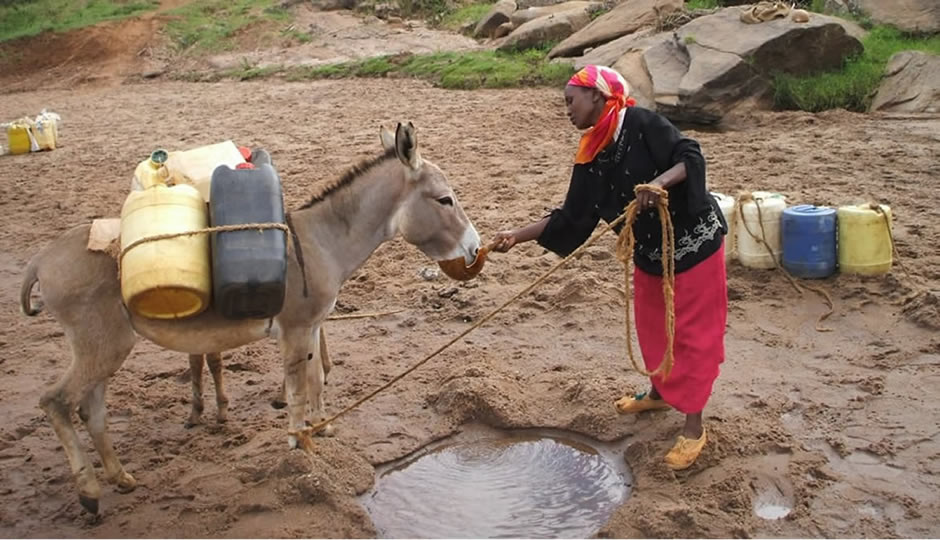 جایگاه الاغ در بین خانواده های افریقایی