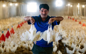 مرغداری+