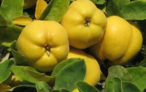 نوشیدنی طبیعی برای آرامش اعصاب