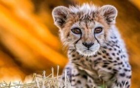پیروز توله یوز پردیسان تلف شد