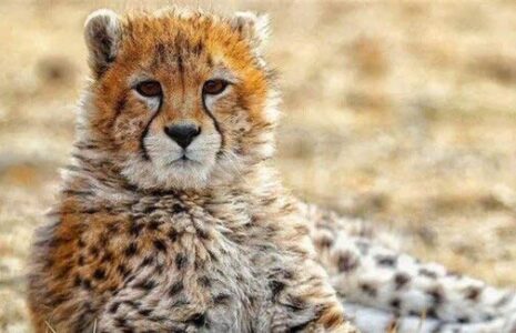 چرا «پیروز» تولد یک‌سالگی خودش را ندید؟