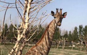 ۲ زرافه در باغ وحش صفادشت