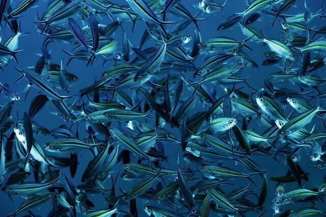 سرژ ملسان، برجایزه نمونه کارها برای یکسری عکس از یک مکان خاص است.