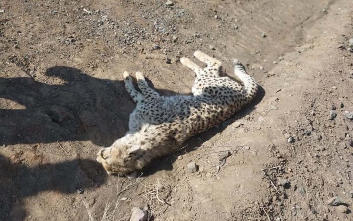 یوزپلنگ آسیایی