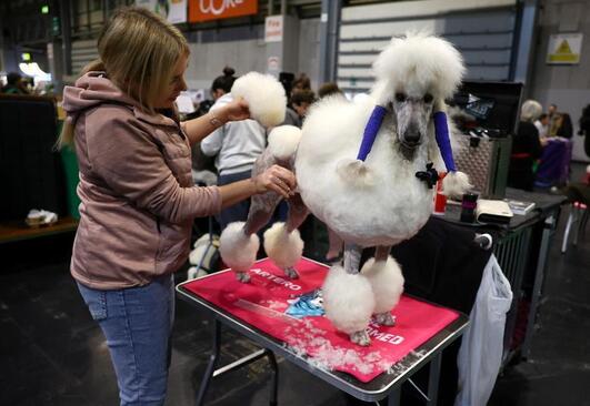 رقابت سگ های خانگی در بیرمنگام انگلیس