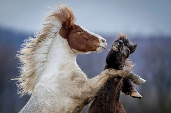 دواسب ایسلندی در مزرعه ای در نزدیکی فرانکفورت آلمان بازی می کنند
