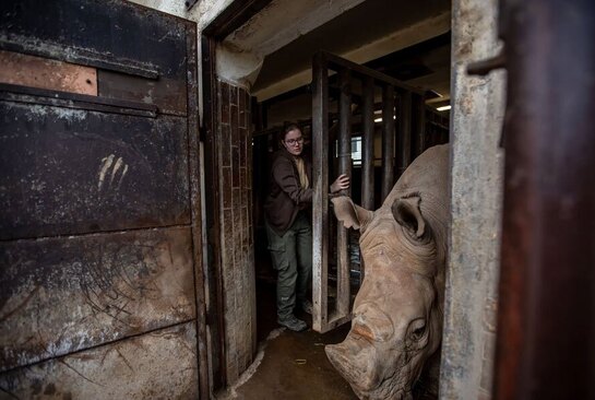 دیدنی های امروز؛ از شکستن رکورد طولانی ترین موج سواری تا روز جهانی خواب سافاری پارکی در جمهوری چک