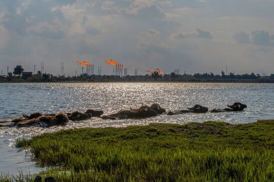 گاومیش ها در نزدیکی میدان نفتی "نهران بن عمر" در بندر بصره عراق آب تنی می کنند