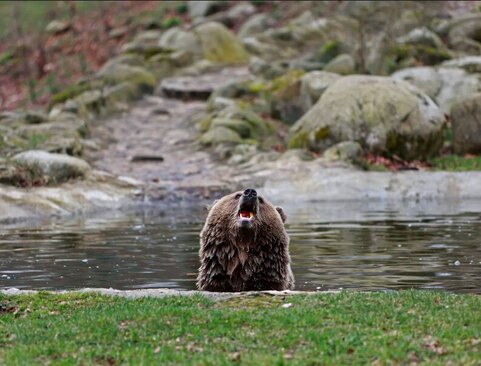 خرس قهوه ای باغ وحش شهر "تاله" آلمان