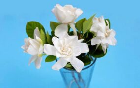 ترفندهایی برای تازه نگه داشتن گل های طبیعی