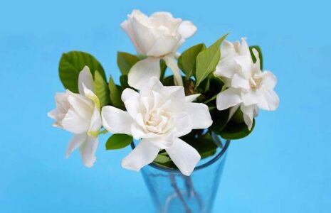 ترفندهایی برای تازه نگه داشتن گل های طبیعی ترفندهایی برای تازه نگه داشتن گل های طبیعی
