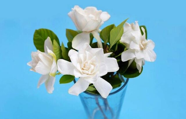 ترفندهایی برای تازه نگه داشتن گل های طبیعی