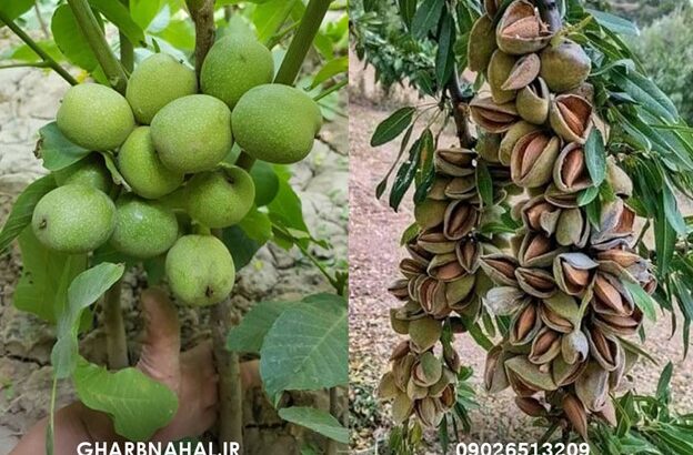 خرید نهال بادام و گردو دیرگل