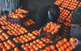 میوه تنظیم بازاری