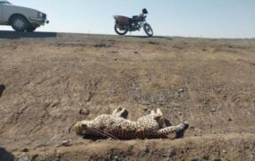 یک قلاده یوزپلنگ تصادف تلف