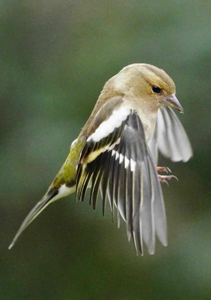 سهره جنگلی ماده درحال فرود آمدن روی یک ایستگاه تغذیه در سامرست