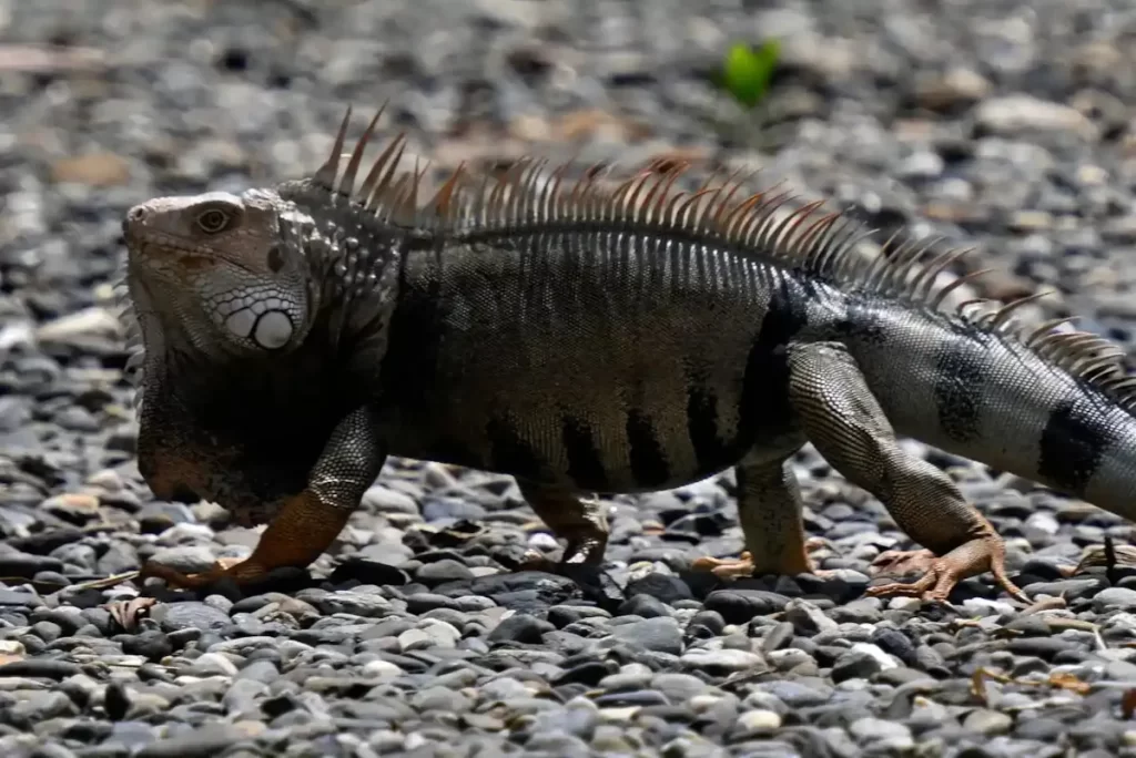 یک ایگوانا در قفقاز 