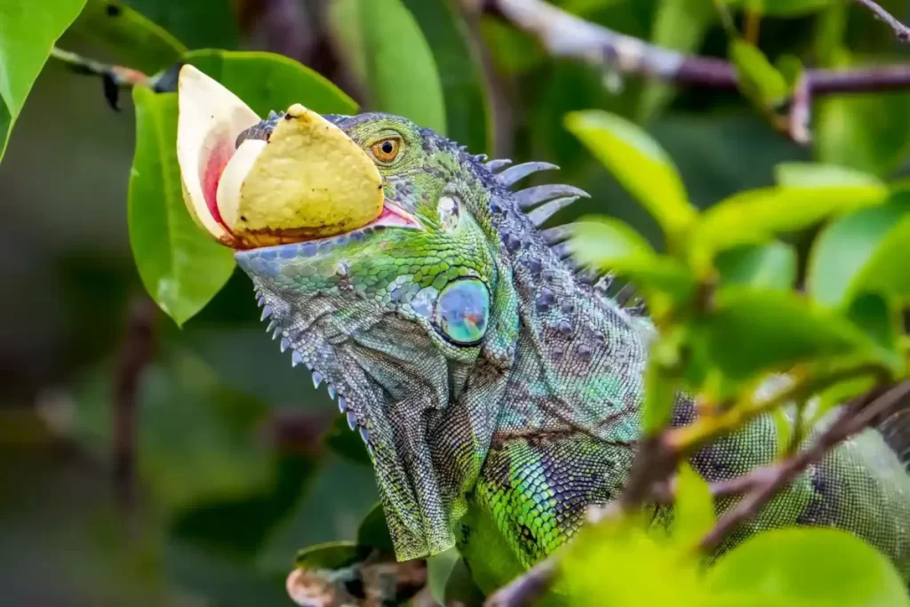یک ایگوانا در حال میوه خوردن در تالاب Wakodahatchee در فلوریدا