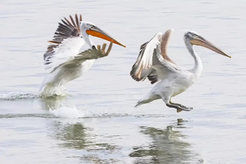 فرود پلیکان‌ها ‌در آب دریاچه کرکینی در مقدونیه یونان