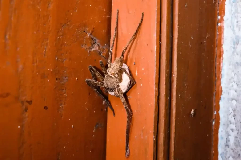 عنکبوت شکارچی ماده در بنگال غربی