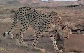 احتمال بارداری ایران ماده یوز در اسارت