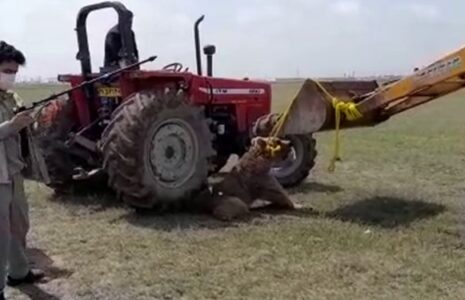اشتباه مردم موجب تلف شدن خرس قهوه ای شد
