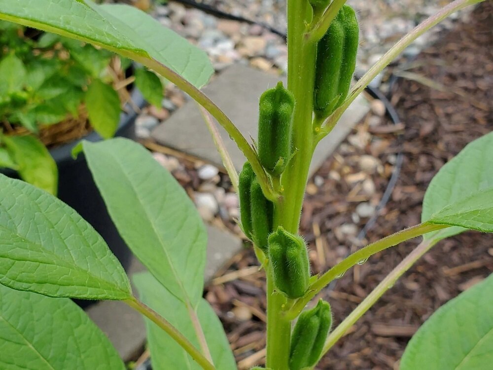 کنجد اصل این شکلی است