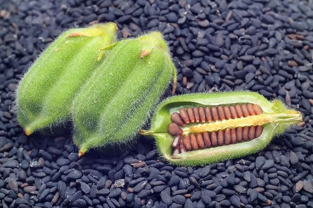 کنجد اصل این شکلی است