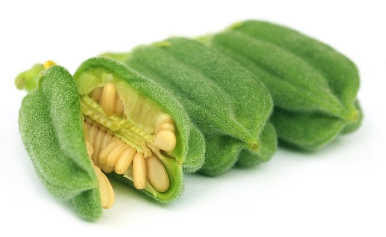 کنجد اصل این شکلی است