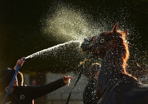 شستشوی اسب پس از مسابقه