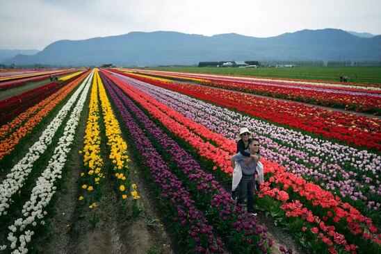 جشنواره گل های لاله در ایالت بریتیش کلمبیا کانادا
