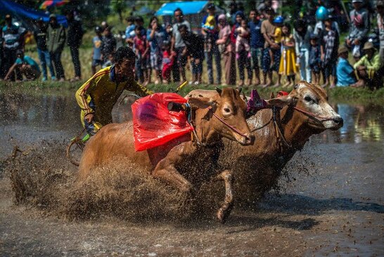 مسابقه سنتی گاورانی در اندونزی