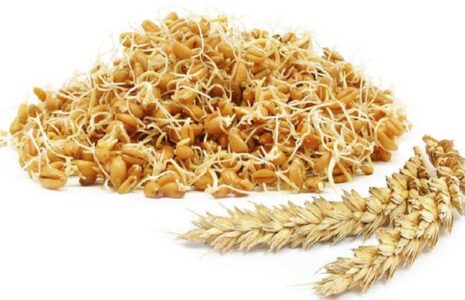 جوانه گندم بهبود کبد چرب