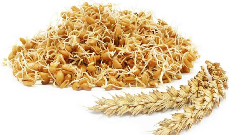 جوانه گندم بهبود کبد چرب