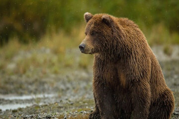 6 ماه حبس برای عاملان تلف شدن خرس در ایذه تلف کردن خرس در ایذه